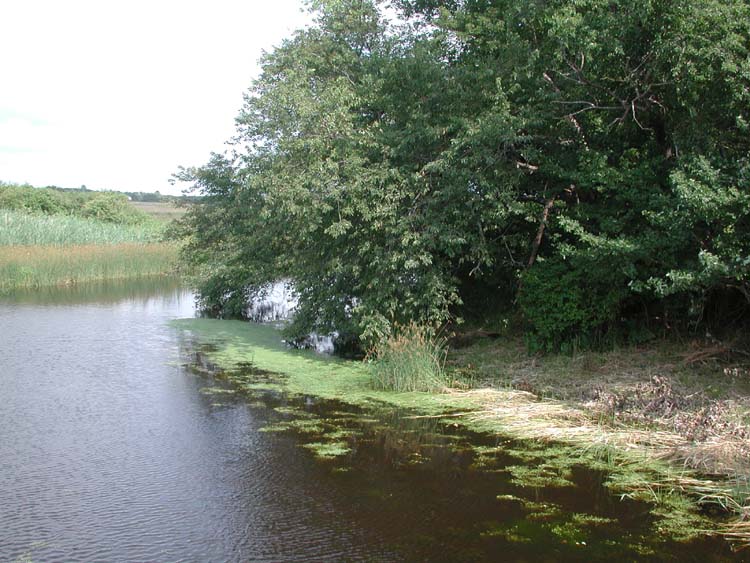 River at Dwyer Farm 4.jpg 97.9K